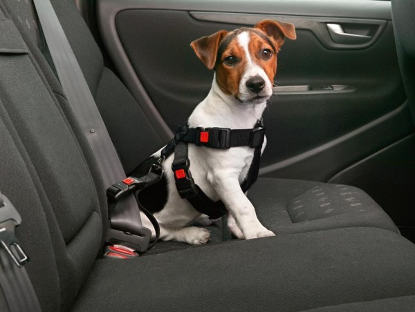 Hunde Sicherheitsgurt - Autosicherheitsgeschirr Gr. S
